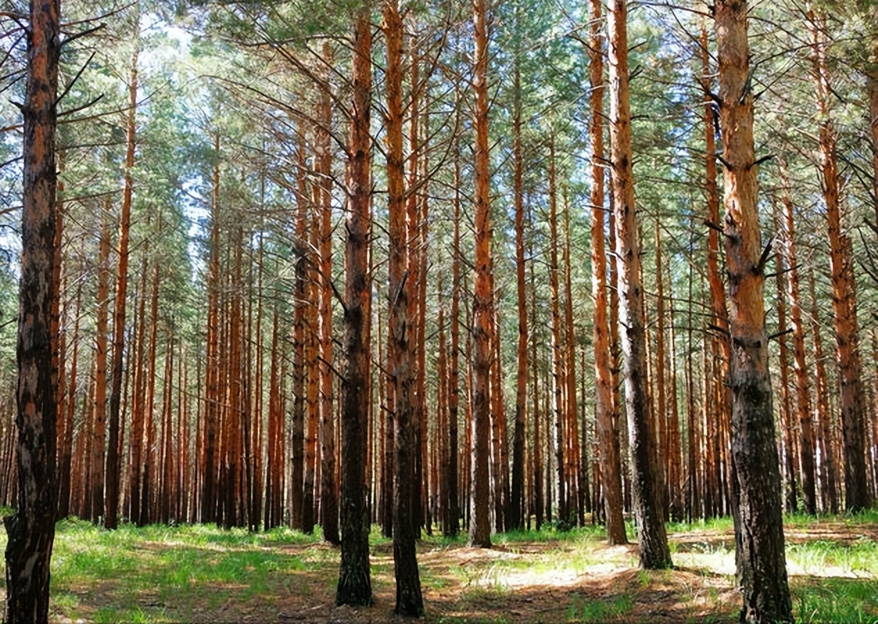 散文|艾平：樟子松随想