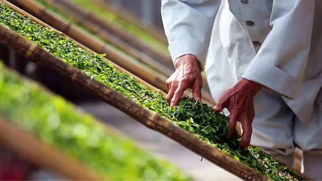 周劼喝二十万一斤的茶,南昌周劼白毫银针