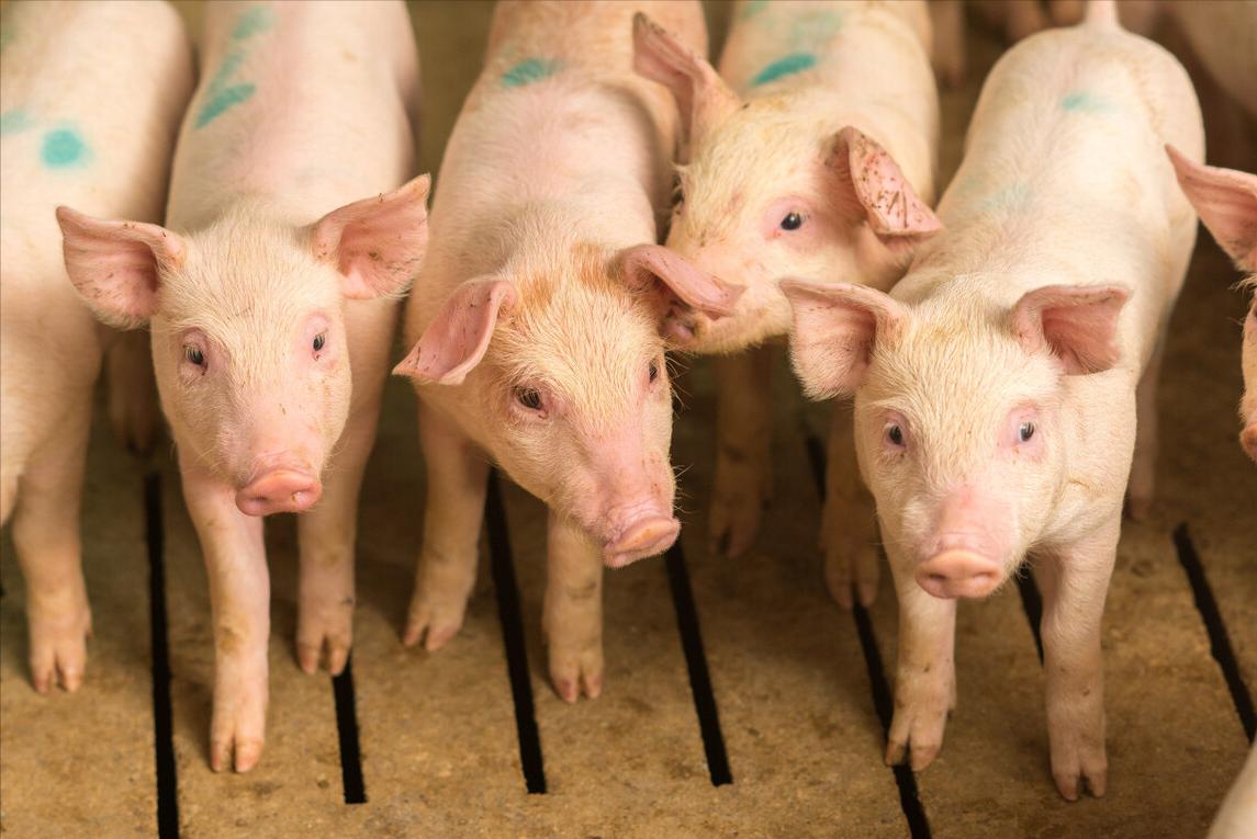 小猪断奶后拉肚子最好的解决方法,小猪断奶不吃食怎么解决