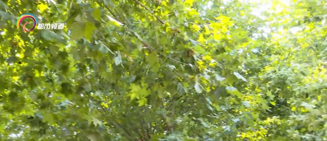 鸟被暴雨淋死,强降雨小鸟受伤