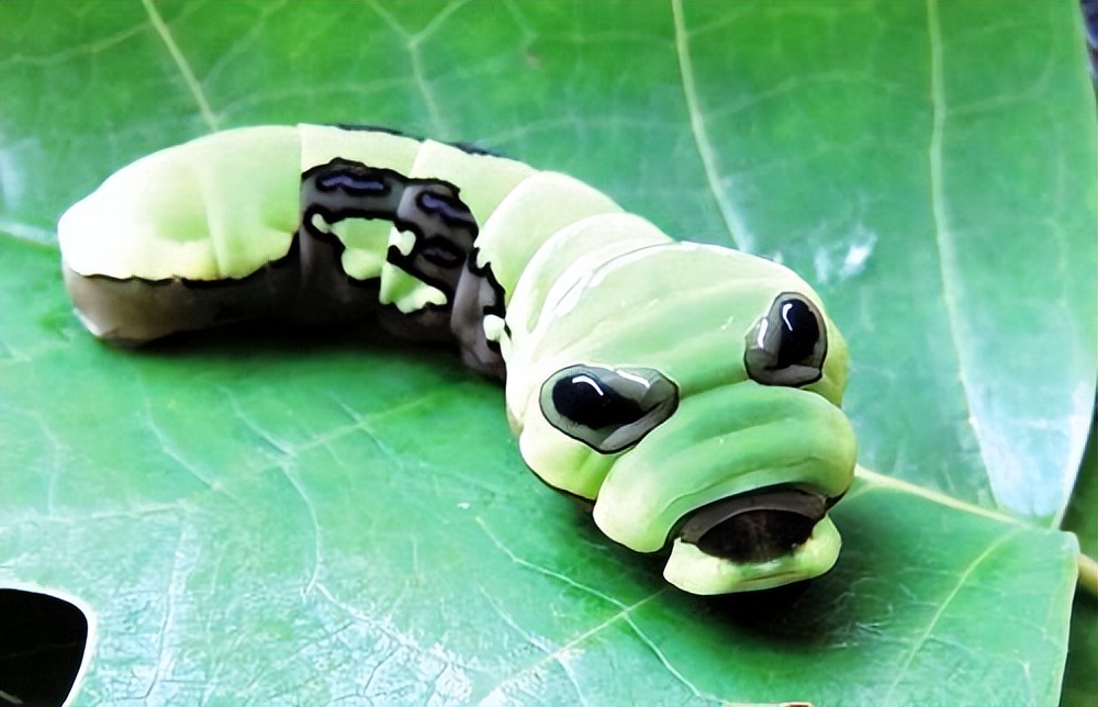 长得跟千足虫很像的虫子,长得很像蜈蚣的虫子图片