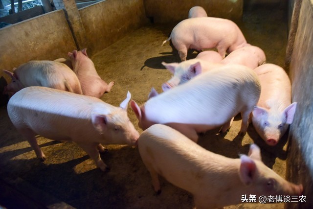 全球最新猪肉价格表,上半年进口猪肉价格