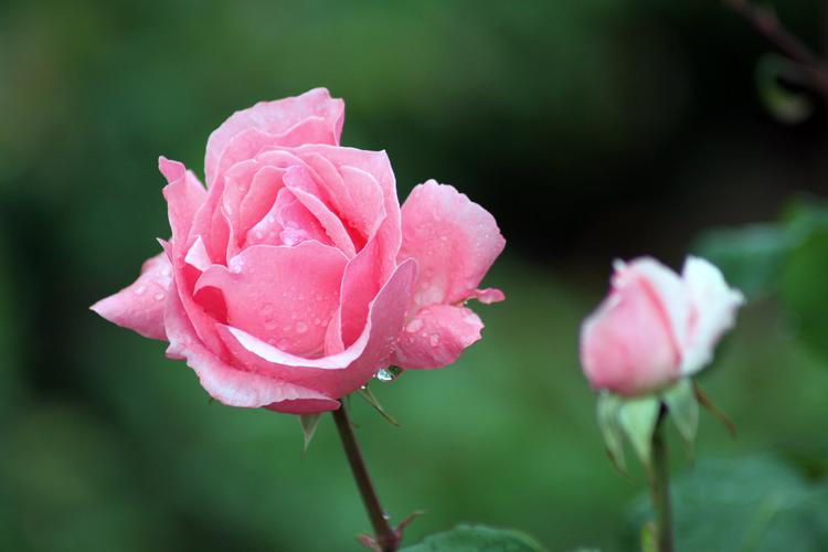 中老年女人动了真情是如何表现的,动了真情的男人一般会有什么表现