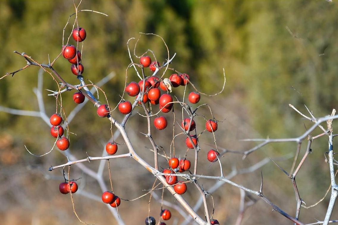 酸枣芽是炒了好还是冷冻鲜的好,酸枣芽采摘来直接生炒