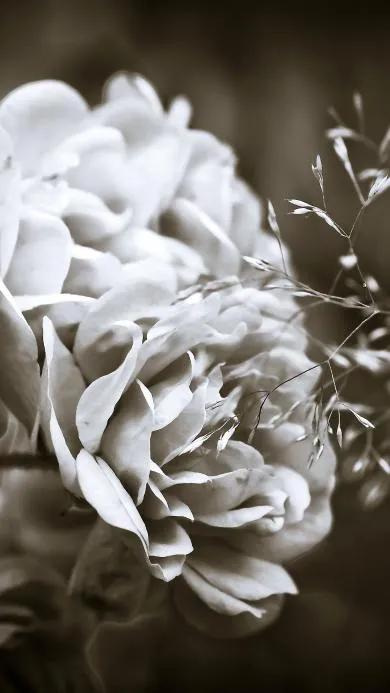 花朵黑白手绘图,黑白图片花朵