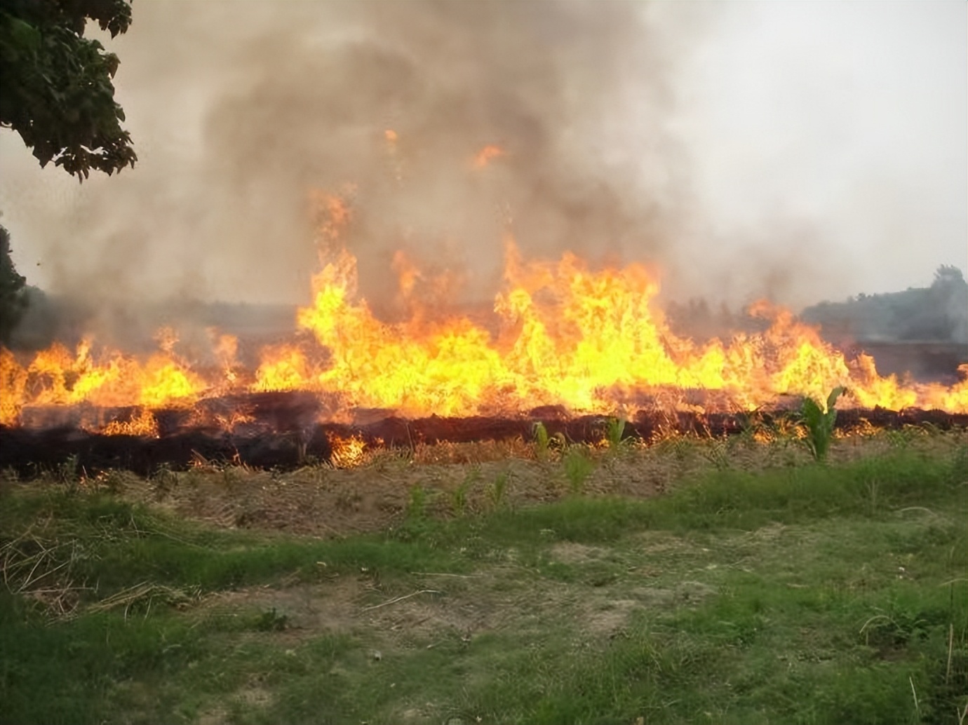 秸秆还田对土地危害大能焚烧吗,秸秆焚烧还田有什么危害