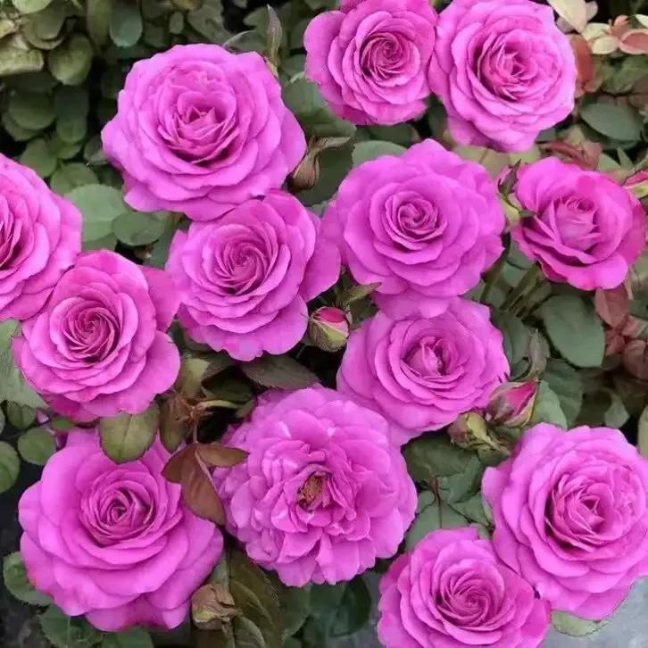 2023年02月27日星期一农历:癸卯年【兔年】二月初八八九第5天