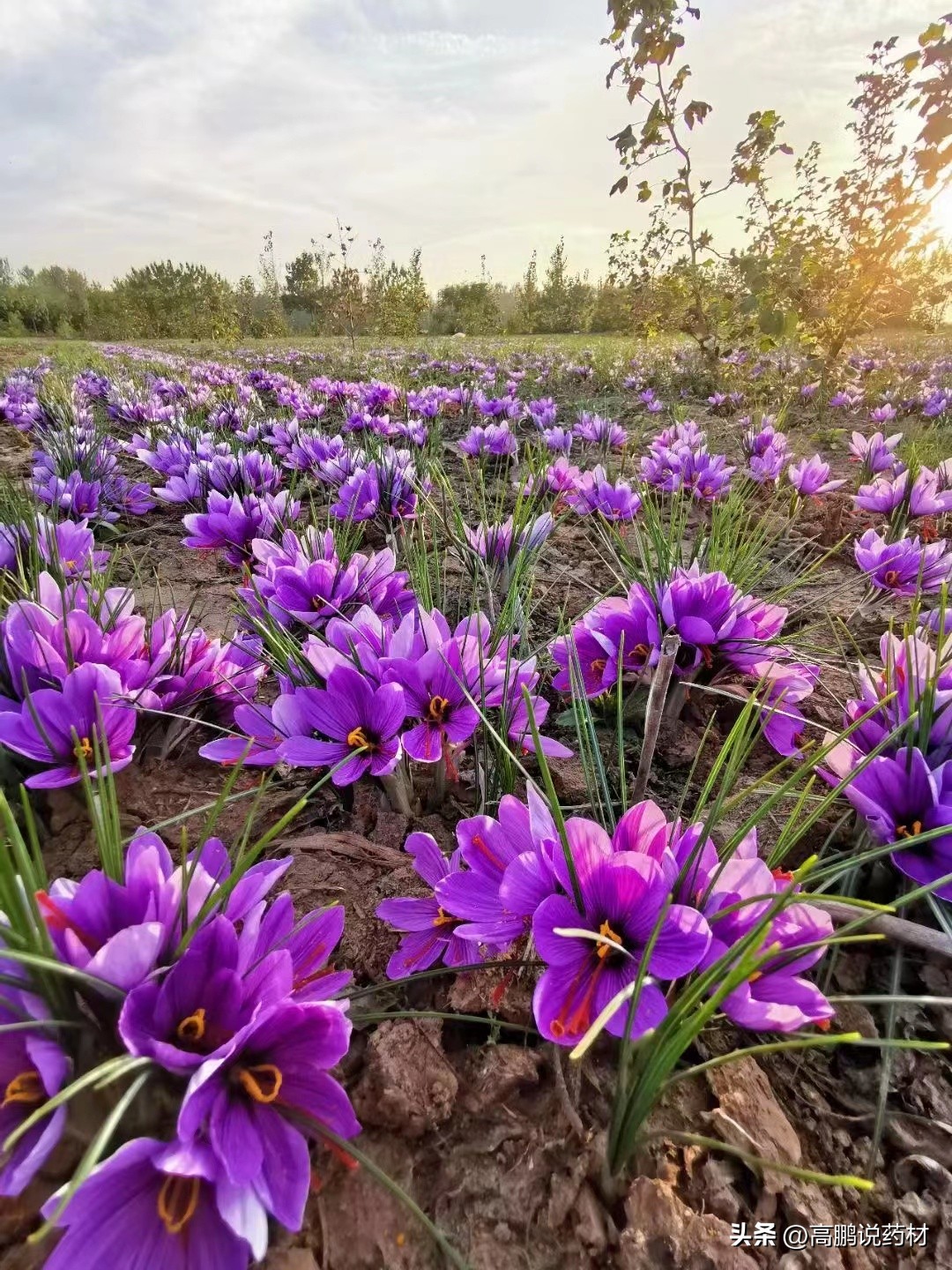 高鹏说药材：2023年药食同源品种种植推荐—西红花