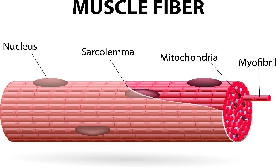 红花油有什么妙用,红花油的成分有红花吗