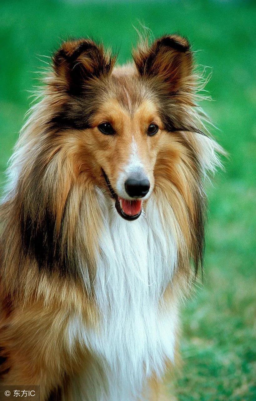 100多种名犬图片大全大图高清,100多种名犬图片大全大图