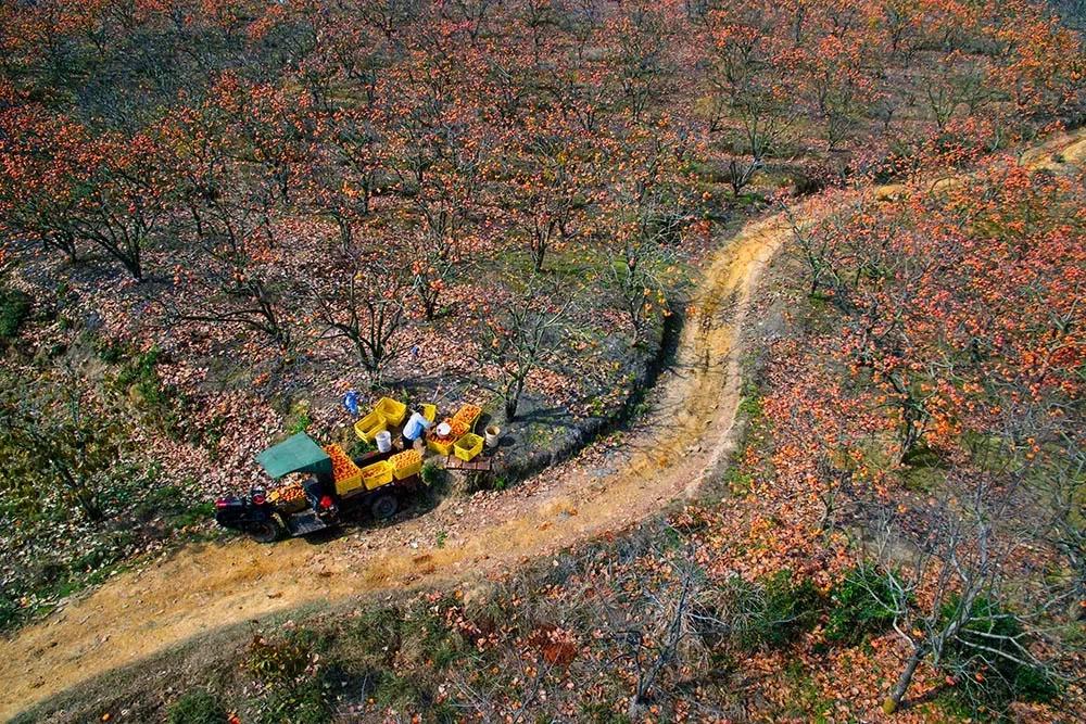 “中国声音”华春莹在推特向世界力荐的华南平乐究竟有怎样的美？