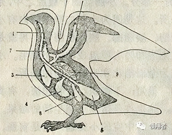 鸽子的身体结构与8大系统图示