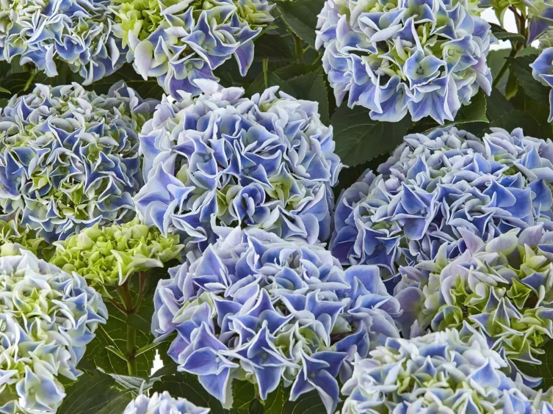 身边一抹蓝,最美蓝色绣球