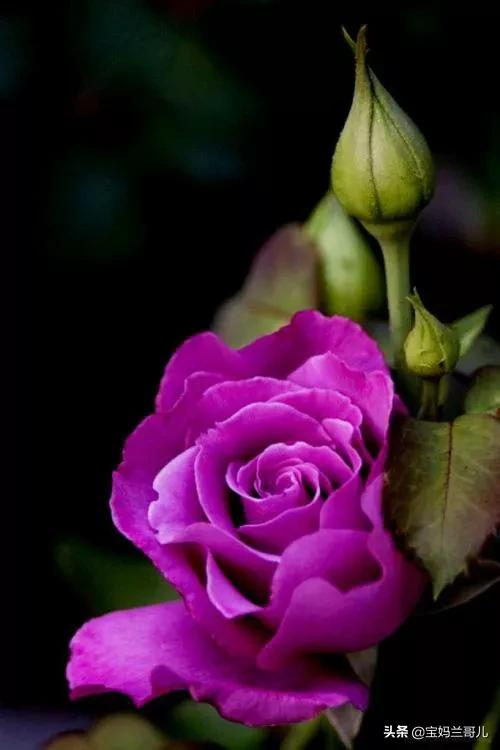 漂亮又特别的玫瑰花图片,特别漂亮的彩色玫瑰花图片