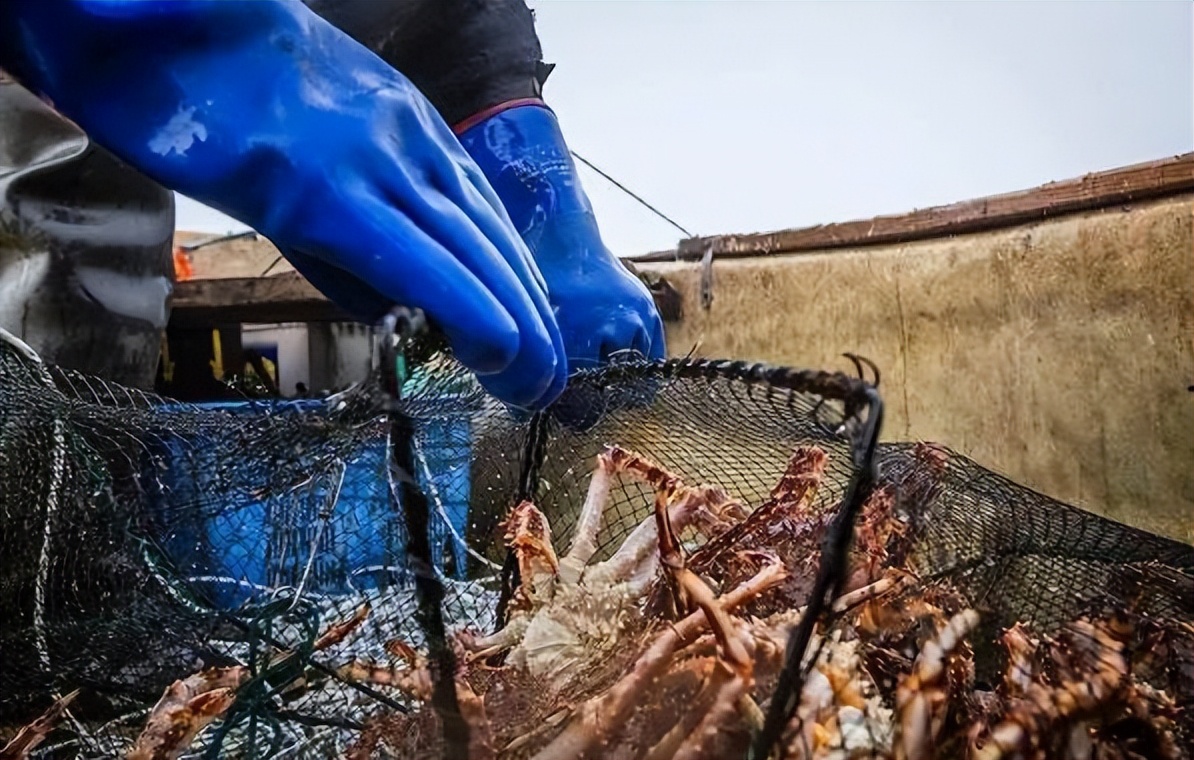 俄罗斯海鲜市场帝王蟹价,俄罗斯螃蟹批发市场