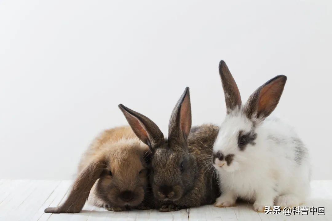 兔子哪个省吃得最多,中国哪里的兔子最好
