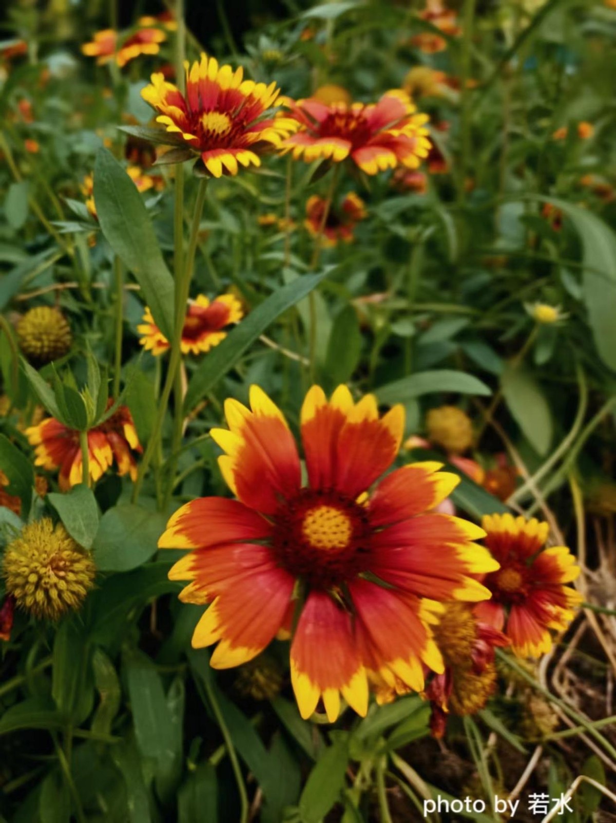 手机拍照的一些小技巧,手机拍照的3个小技巧很实用