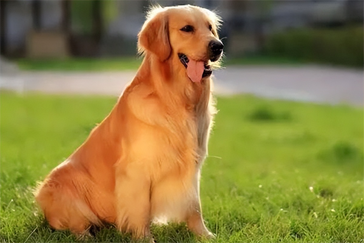 纯种的金毛犬多少钱一只,金毛犬纯种多少钱一只