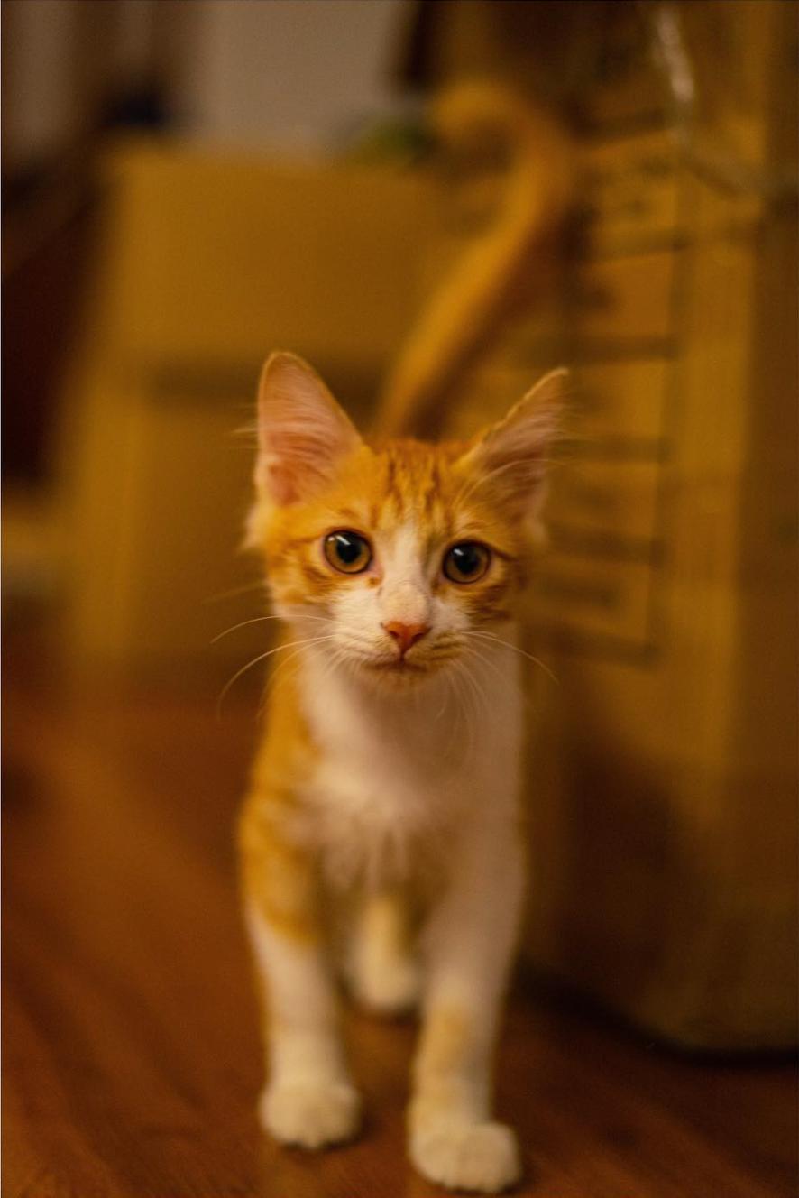 猫咪买什么品种的最好,宠物猫怎么挑选好的猫粮呢