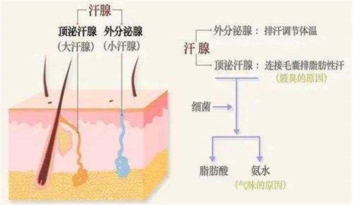 114万年前发生了啥？人类只剩头发、腋毛、阴部等处毛发有啥用？