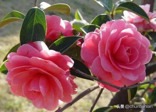 山茶花纯音乐,山茶花