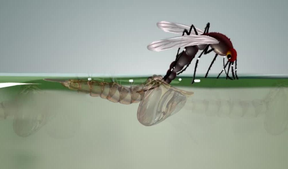 蚊子为什么能在雨中飞行,自然环境下蚊子能飞多高