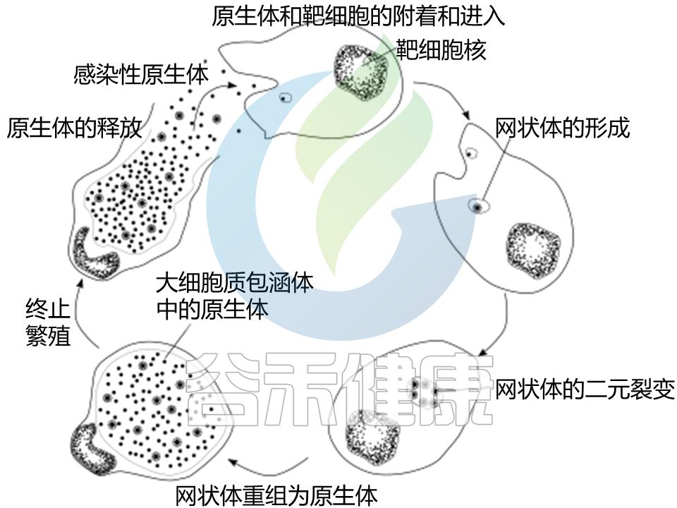 衣原体感染的症状和治疗方法,衣原体感染治疗为什么总是阳性
