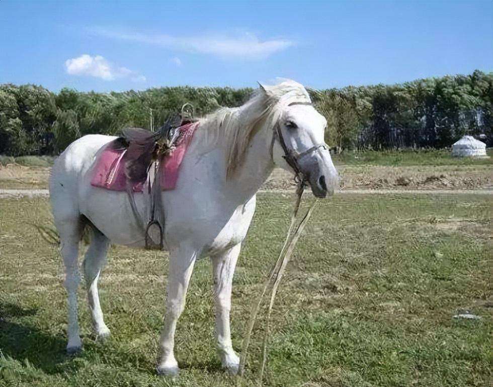 白龙马惨死马棚完整版,白龙马剧组解散后杨洁为何落泪