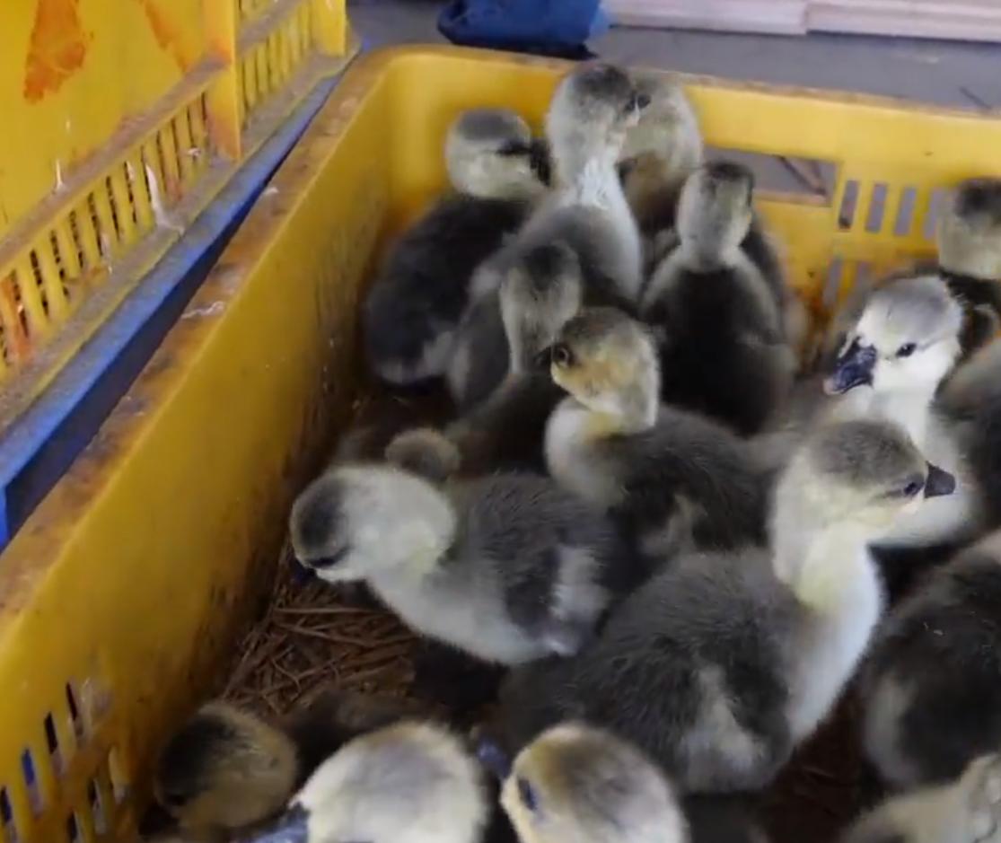 养鹅创业致富门路,90后小伙创业林下养殖大鹅