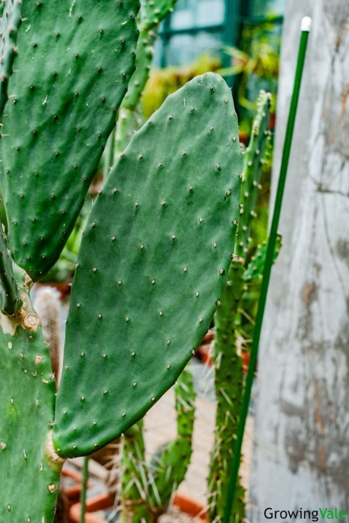 各种仙人掌的种植,仙人掌是扦插好还是带根种植好