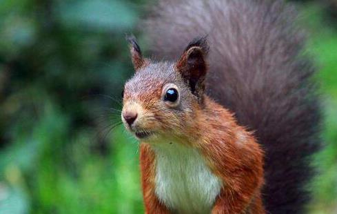 小松鼠喂完奶后打喷嚏,小松鼠一直被呛到打喷嚏怎么办