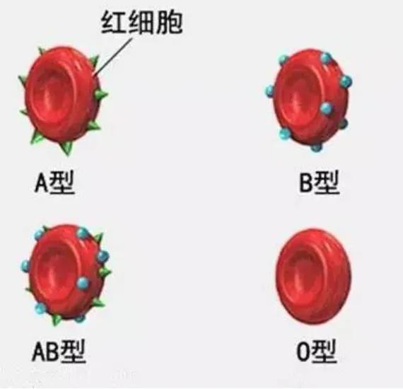 怎么查自己的血型公众号,怎样知道自己是什么血型