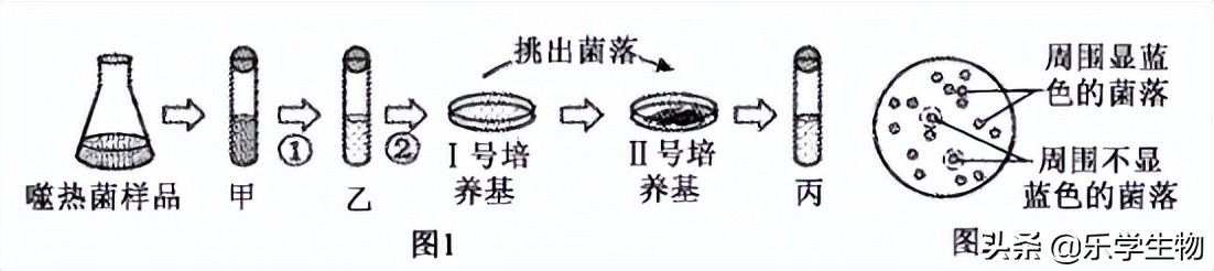 2024届高三生物模拟试题新高考,t8联考2022届第二次联考生物答案