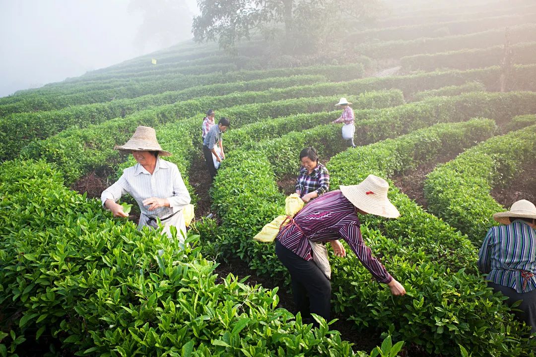 祁门红茶，清誉高香不二门