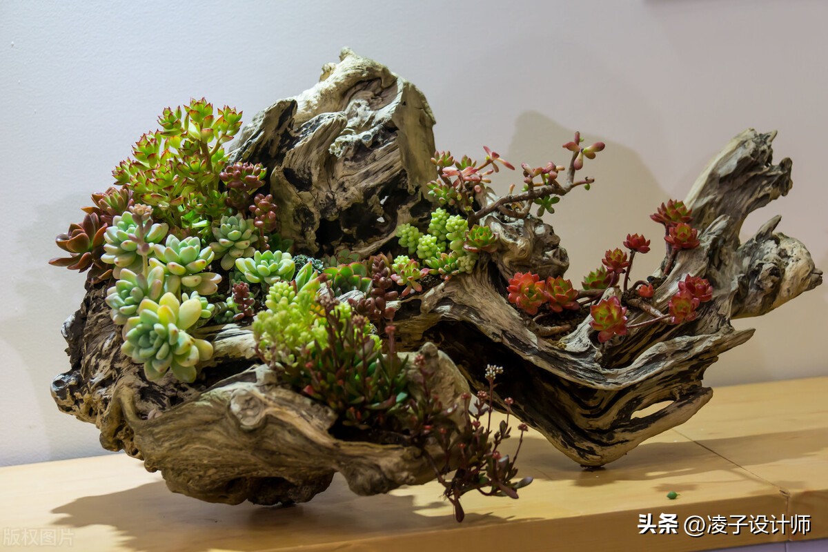 新房装修吸甲醛的绿植,吸附甲醛带香味的绿植