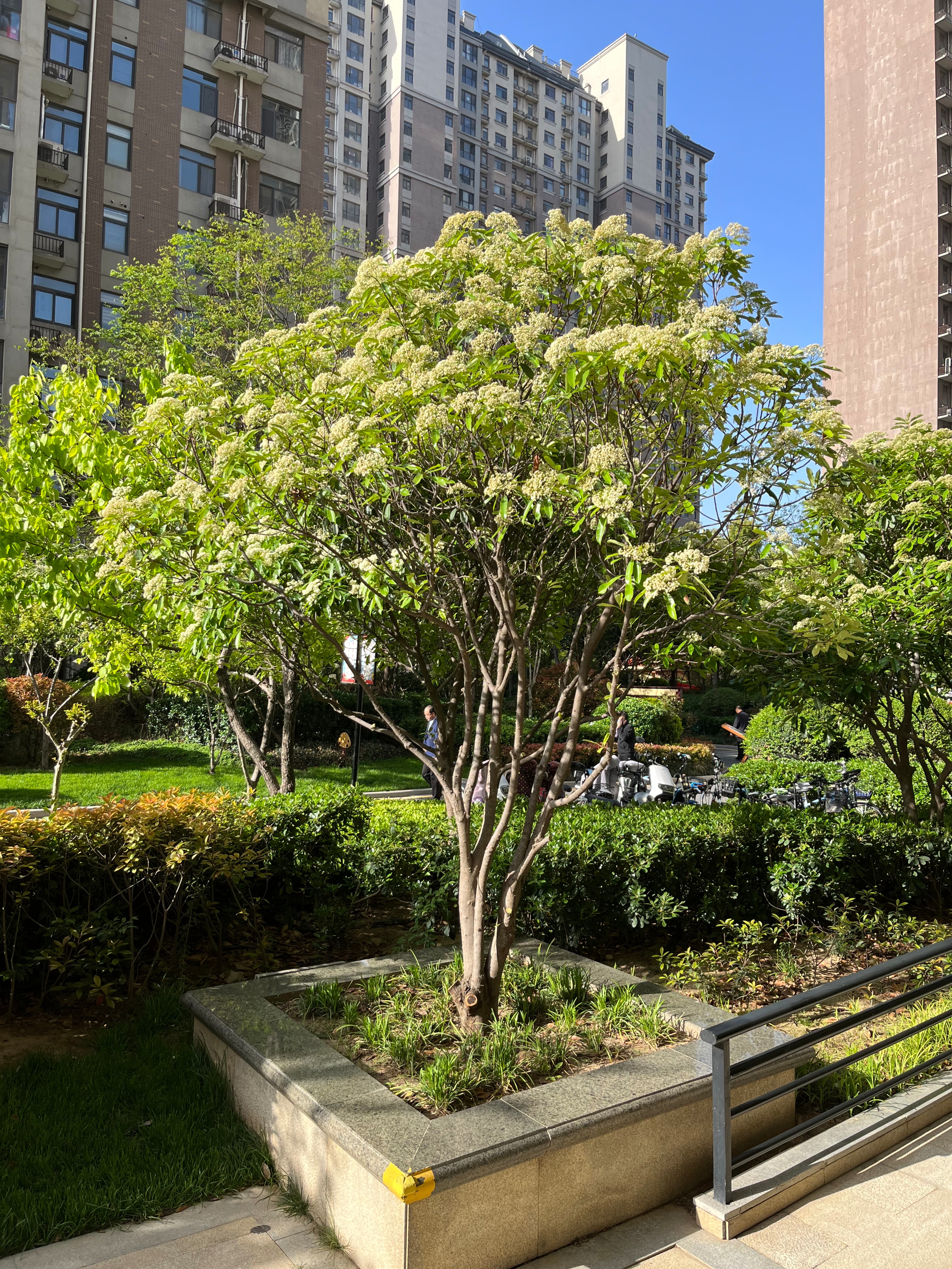 石楠那么难闻为何还要大量栽植,石楠树的味道为什么那么难闻