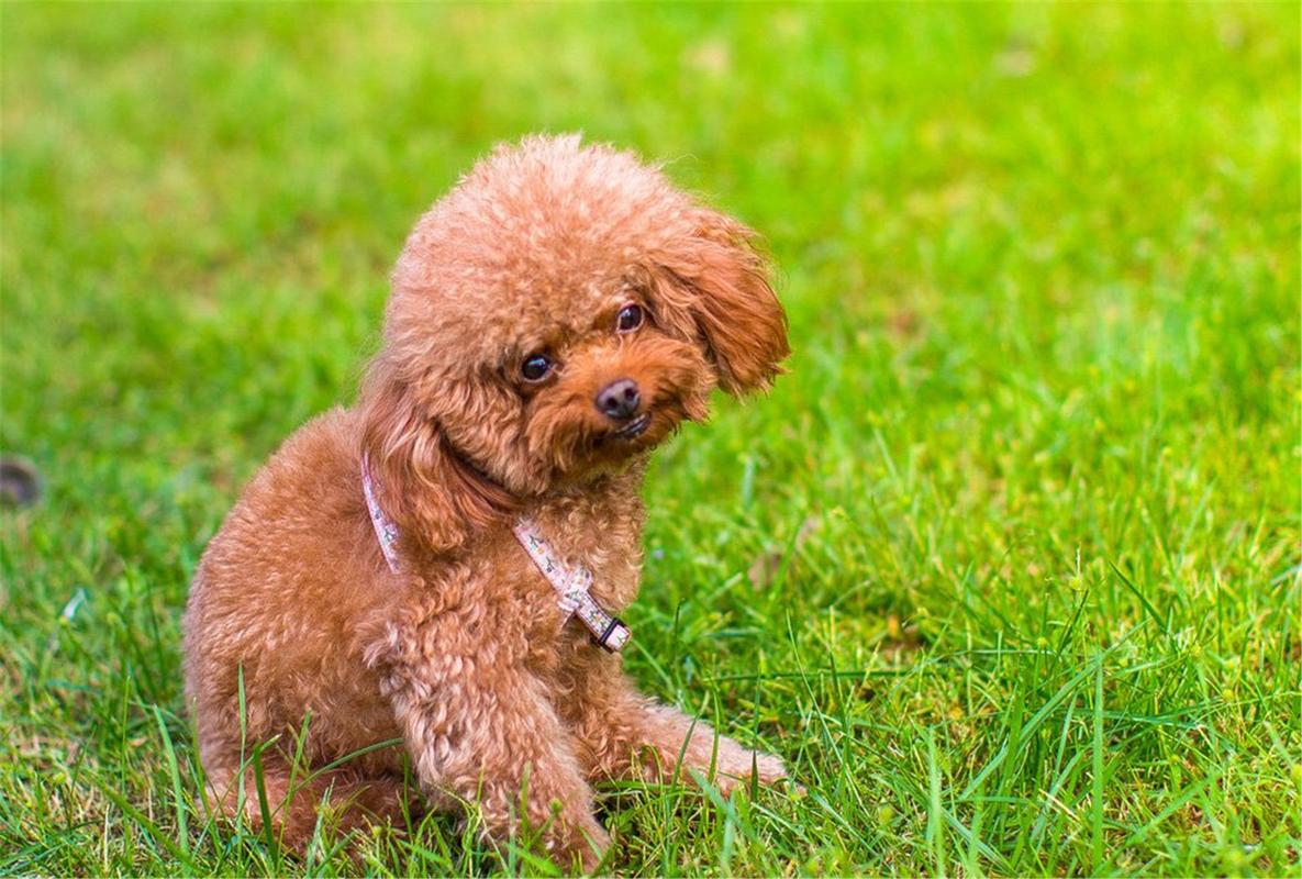 狗狗饲养指南,狗狗基本常识咨询