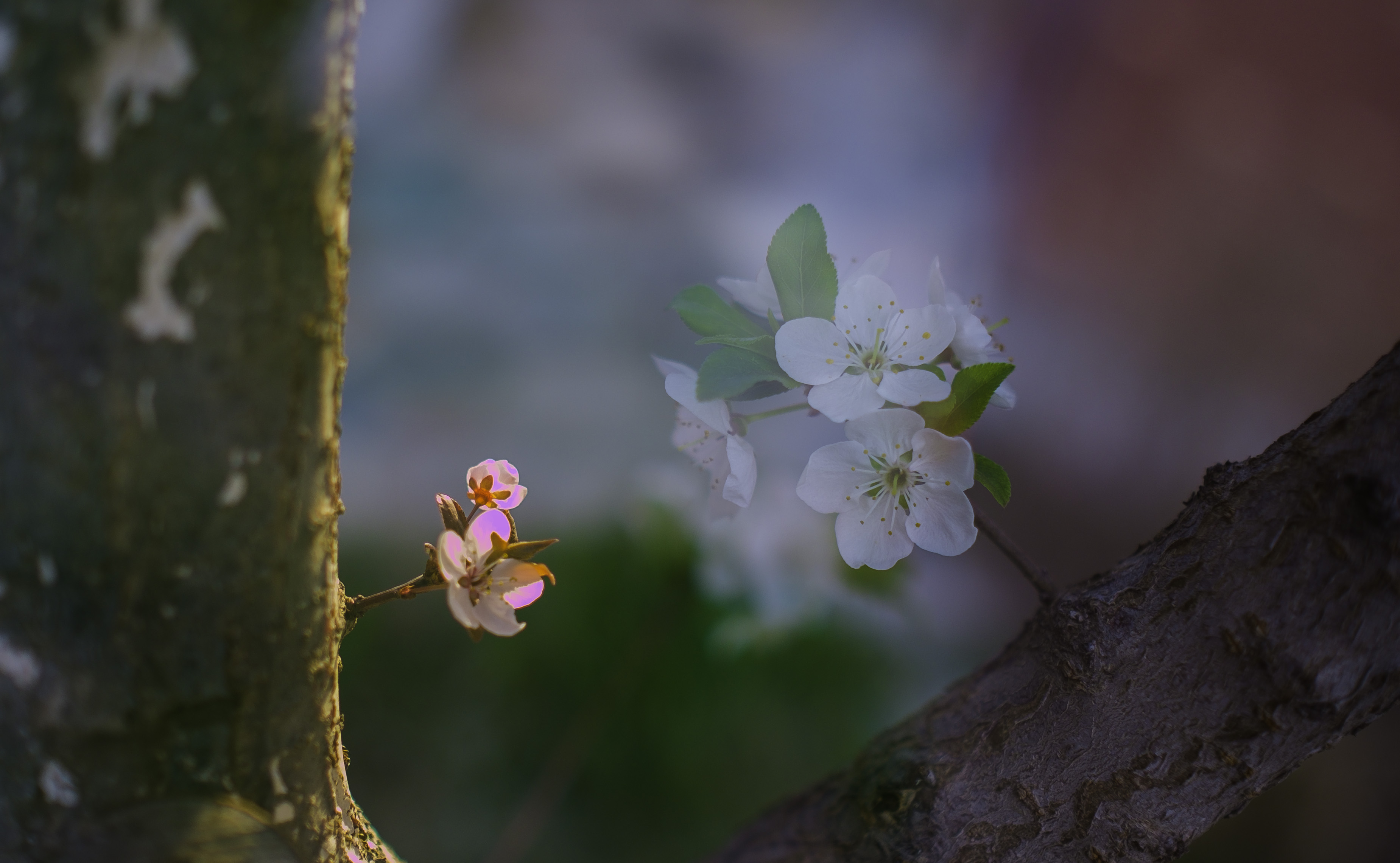 描写春风的诗句大全,关于春天春风的诗句古诗词