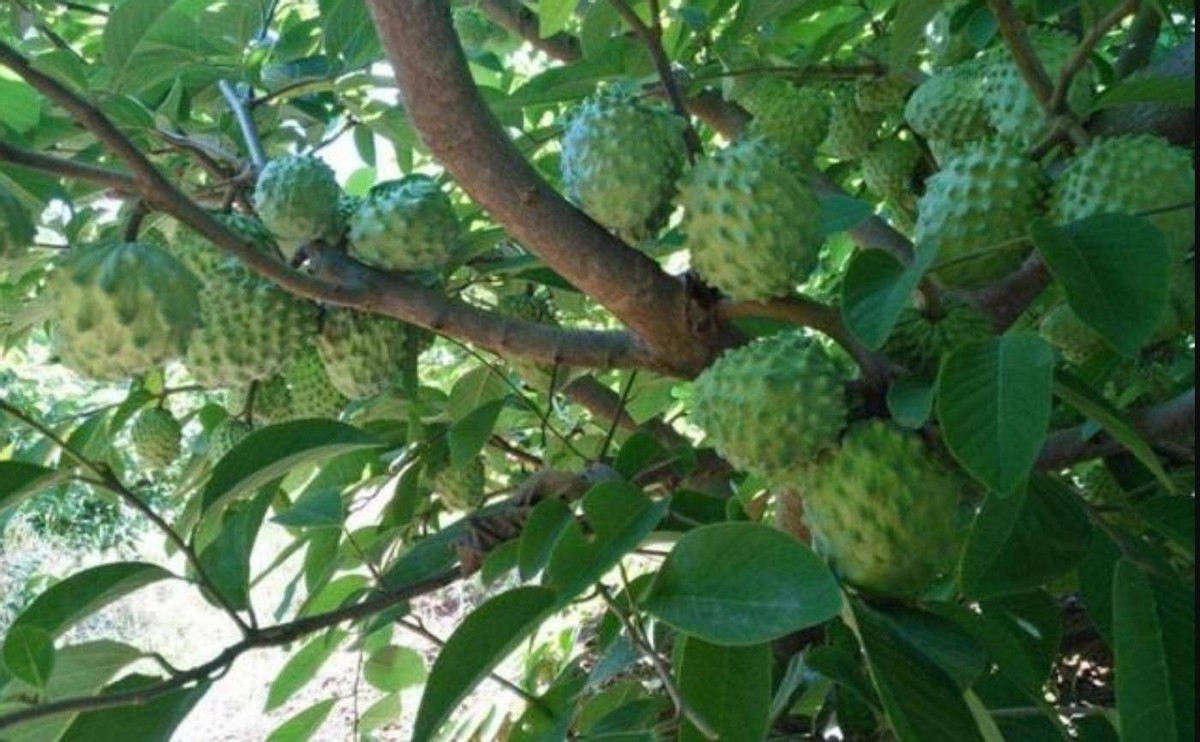 苹果在中国古代叫什么名字,有趣的苹果名称古代