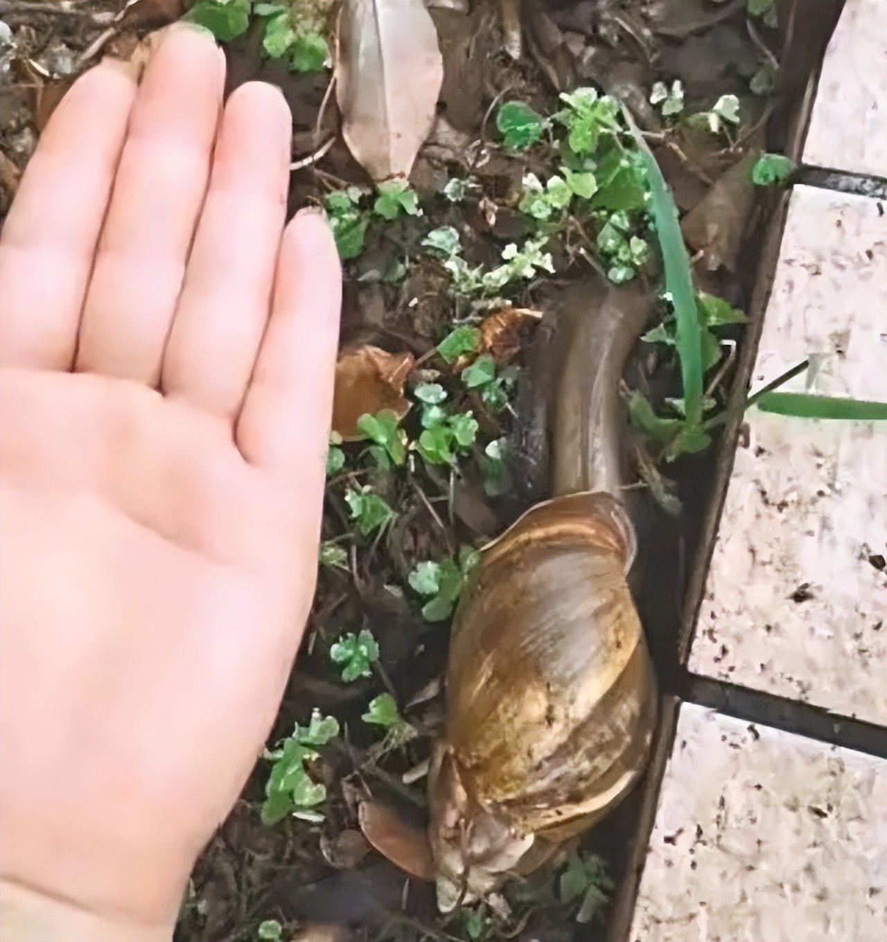 在广东，每个人都有机会被蜗牛绊倒