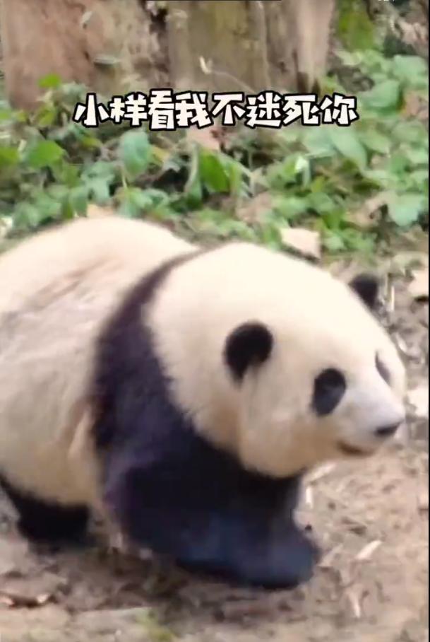 花花：接住谭爷爷给的小苹果，仿佛接住了整个世界。