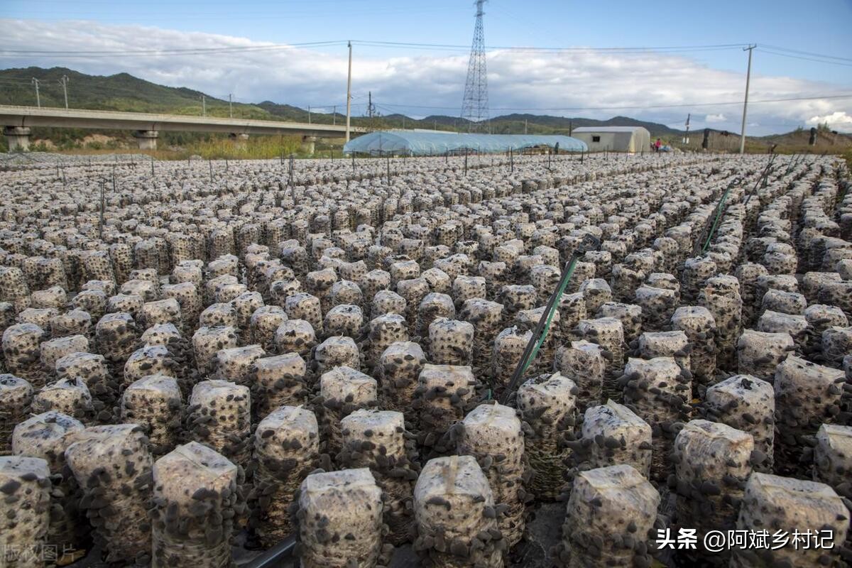 农村种地一亩田一年能赚10万,农村种植一亩三分地赚多少