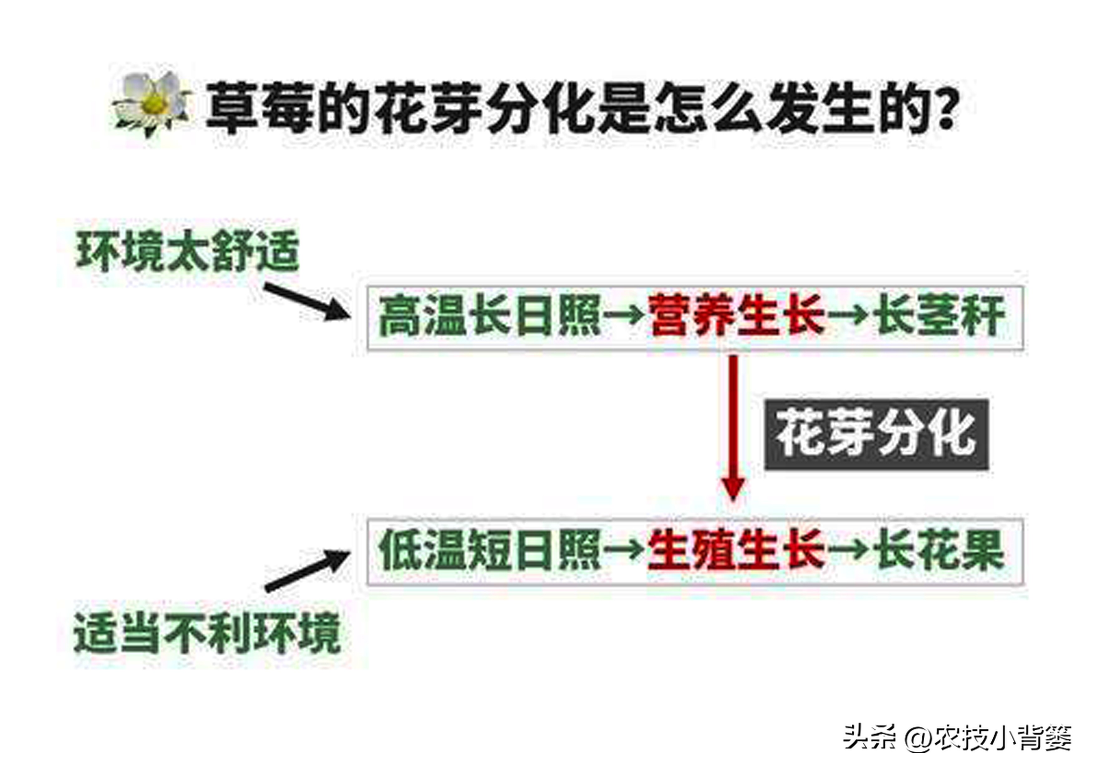 草莓促花芽分化的最快捷方法,草莓花芽分化有规律促花管理