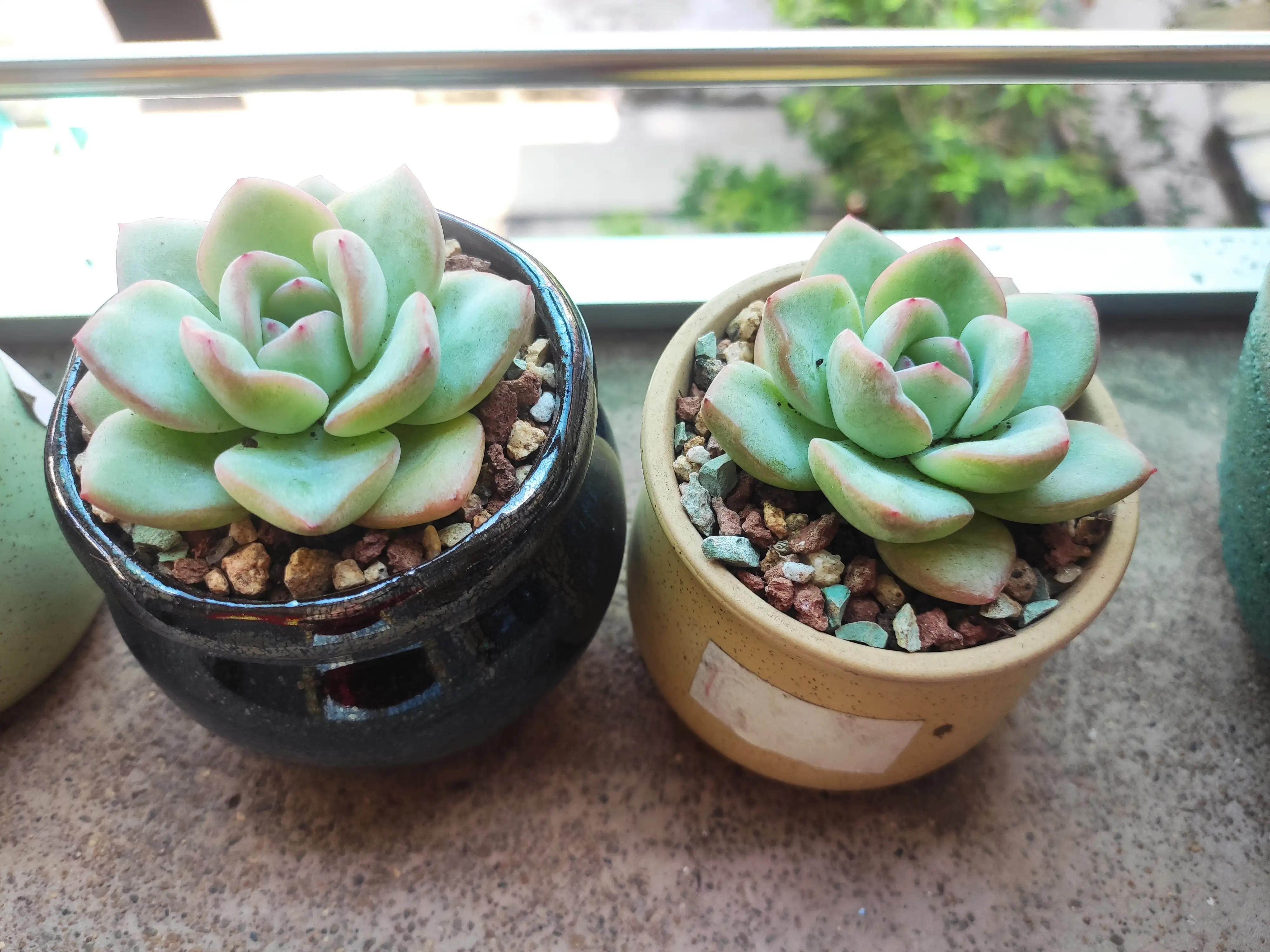 可爱的小猫,可爱的小精灵幼儿舞蹈完整版