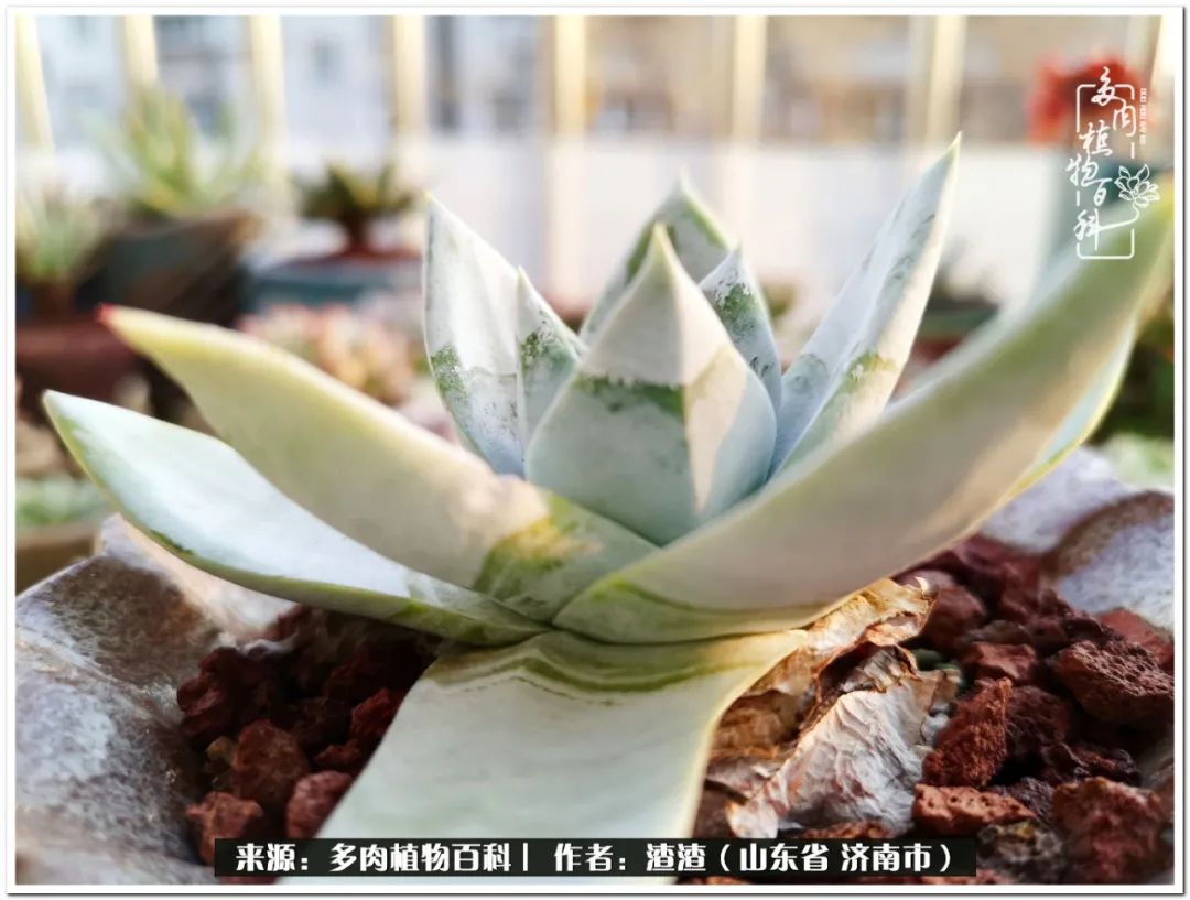 一个并不优秀的90后,何以解忧唯有多肉下一句