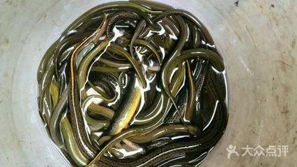 刀鳅为什么消失了,刀鳅离开水能活吗