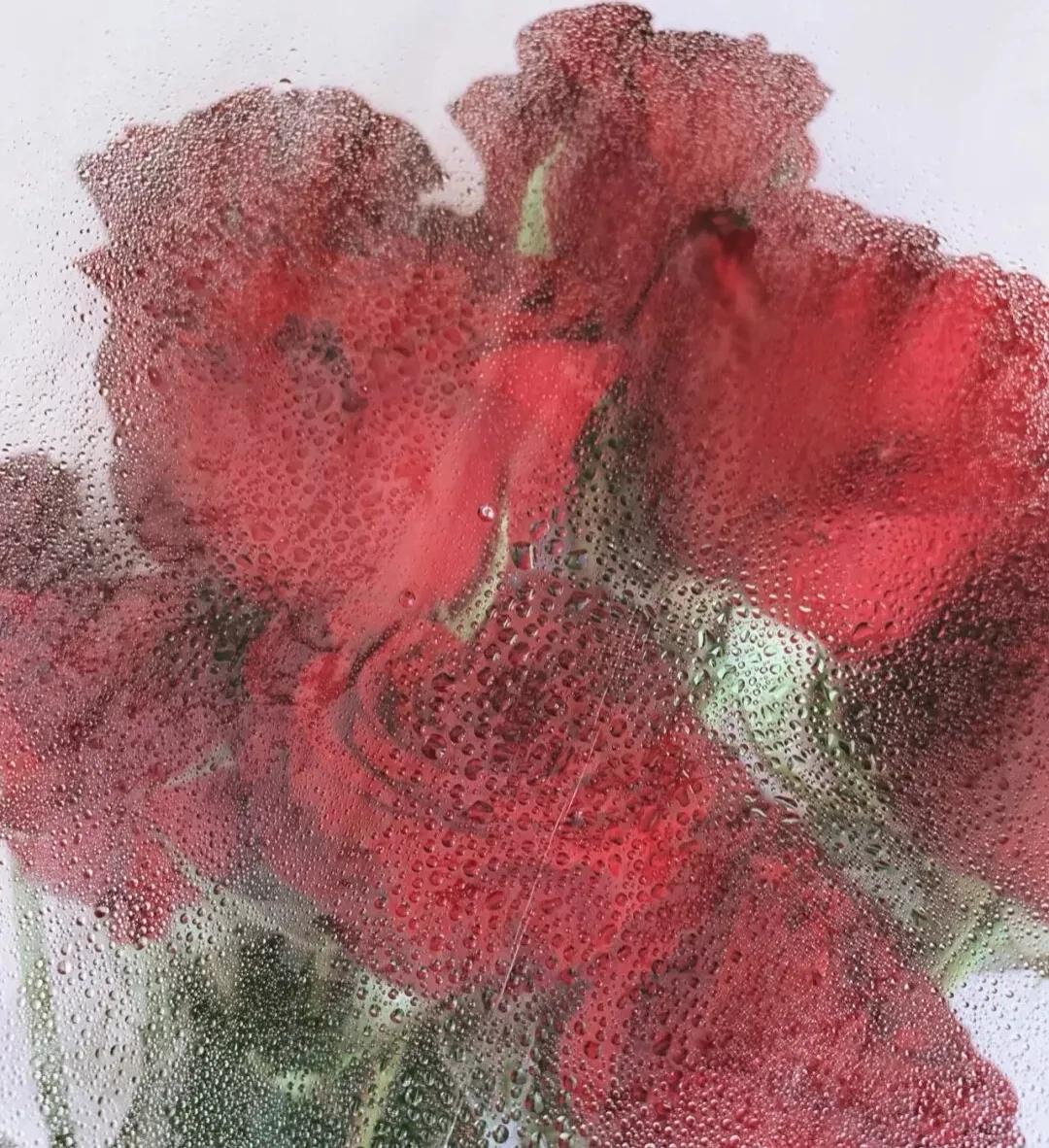 美到窒息的玫瑰花图,鲜花娇艳动人的图片