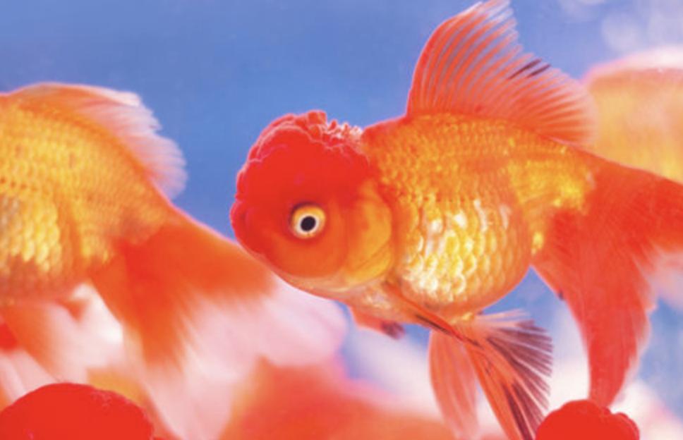 常见的观赏鱼有哪些？大概多少钱？