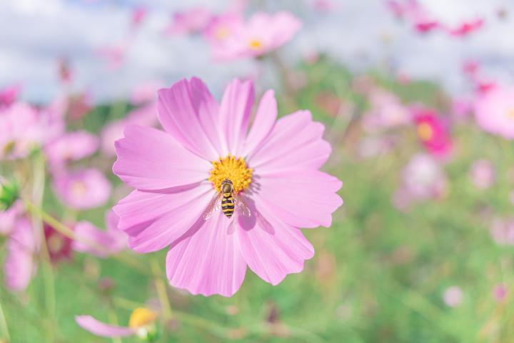 腾龙85mm定焦镜头副厂推荐,18-200腾龙镜头和原厂镜头对比