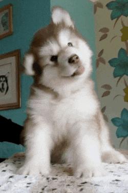 玫斯科普丨冬奥憾失第三金却是爱狗天花板?教你预防“骨科病”